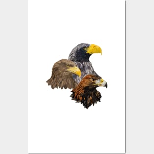 Pigargos and Eagle Posters and Art
